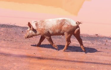 Barra - freilaufendes Schwein